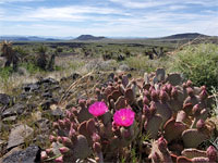 Beavertail cactus