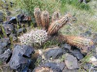 Two cactus species