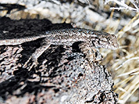 Western fence lizard