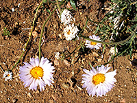 Pale pink flowers