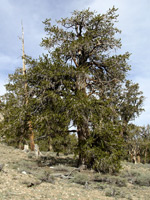 Limber pine