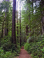 Path through the forest