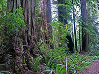 Trees and undergrowth