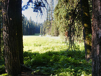 Edge of Log Meadow