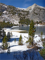 Snowy trees