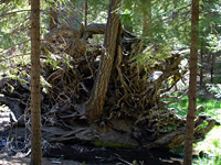 Sequoia roots