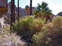 Bushes at the oasis