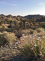 Wildflowers