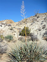 Nolina with flower stalk