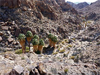 The lower palms