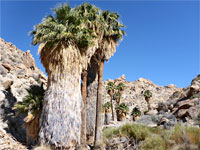 Dense dead fronds