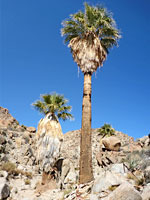 Three palms