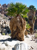 Lost Palms Oasis