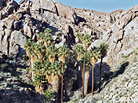 Lost Palms Oasis