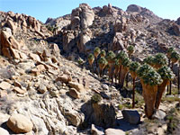 Palm trees at the oasis