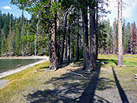 Trees by Lower Twin Lake