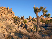 Boulders and desert plants