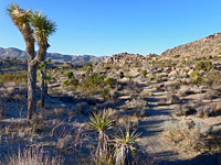 Lucky Boy Vista Loop