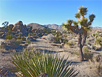 Yucca and boulders