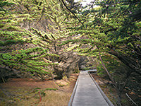 Boardwalk trail