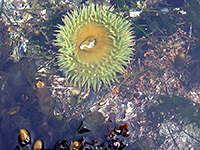 Giant green anemone