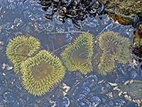 Anemones and mussels