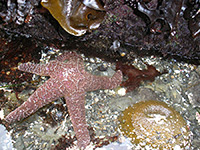 Ochre sea star