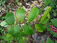 Maianthemum racemosum