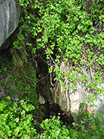 Above Maidenhair Falls