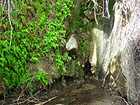 Pool at Maidenhair Falls