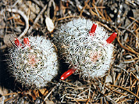 Mammillaria tetrancistra