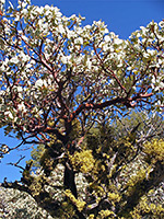 Manzanita bush