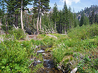 Wildflowers by the creek