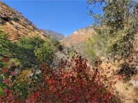Trees and bushes