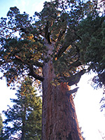 Top of a sequoia