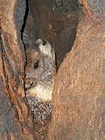 Marmot in a hollow tree