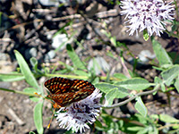 Mountain coyote-mint