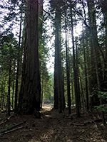 Shadowy trees