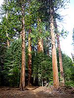 Trees in the McIntyre Grove