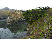 Cypress on the bluffs