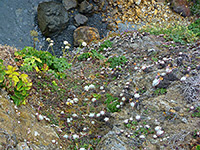 Plants at the edge of the cliffs