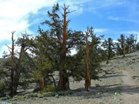 Methuselah Trail