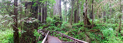 Prairie Creek Redwoods State Park