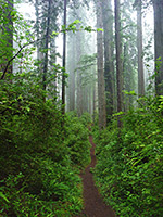 Miners Ridge Trail - straight section