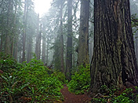 Miners Ridge, Prairie Creek Redwoods State Park