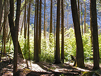 Trees by Mirror Meadow