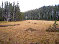Mono Meadow