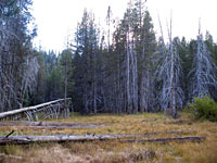 Mono Meadow