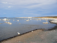 West shore of Mono Lake