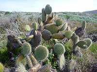 Opuntia